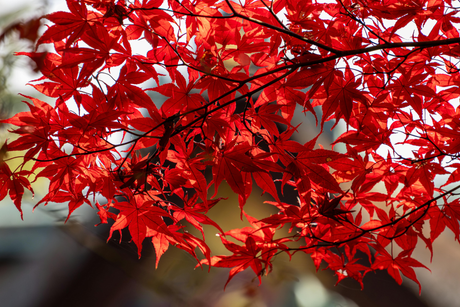How to Care For Acers: The Easy Care Guide to Beautiful Japanese Maples