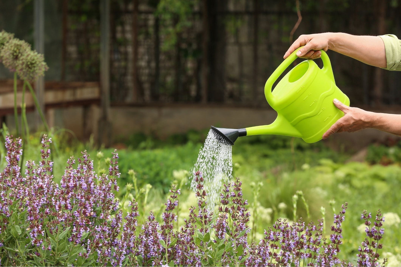 How to Keep Plants Watered While on Holiday (Indoor and Outdoor Plant Care Guide)