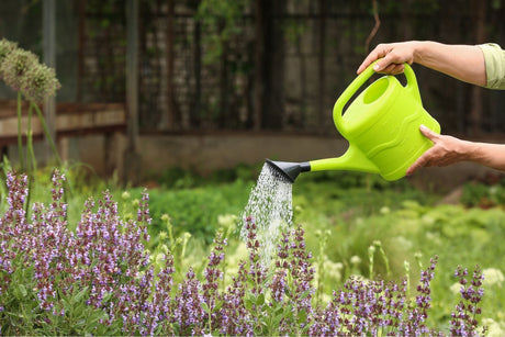 How to Keep Plants Watered While on Holiday (Indoor and Outdoor Plant Care Guide)