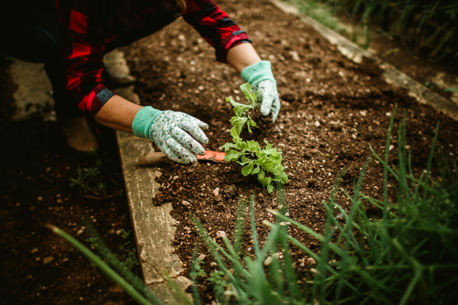 How to Fill a Raised Bed: The Complete Beginner’s Guide