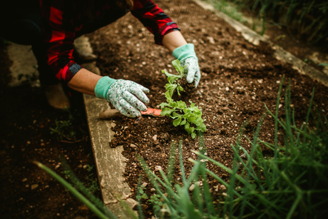 How to Fill a Raised Bed: The Complete Beginner’s Guide