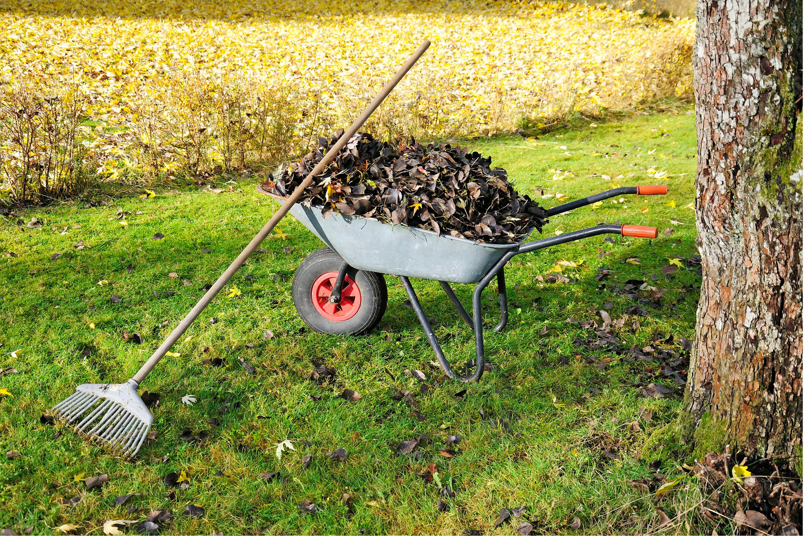 Top Autumn Garden Jobs You Don't Want to Forget