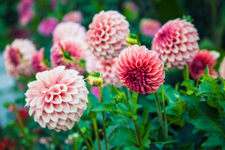 Why your garden looks tired in August (and exactly how to fix it)