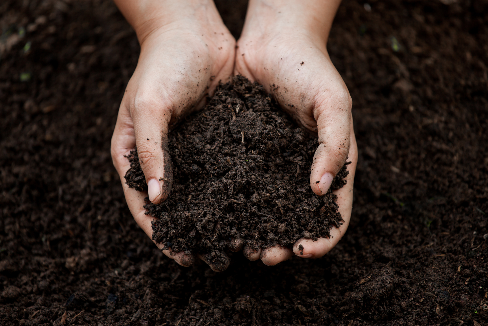 Soil Health: The Complete guide to healthier garden soil and and better plants