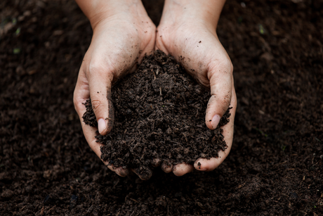 Soil Health: The Complete guide to healthier garden soil and and better plants
