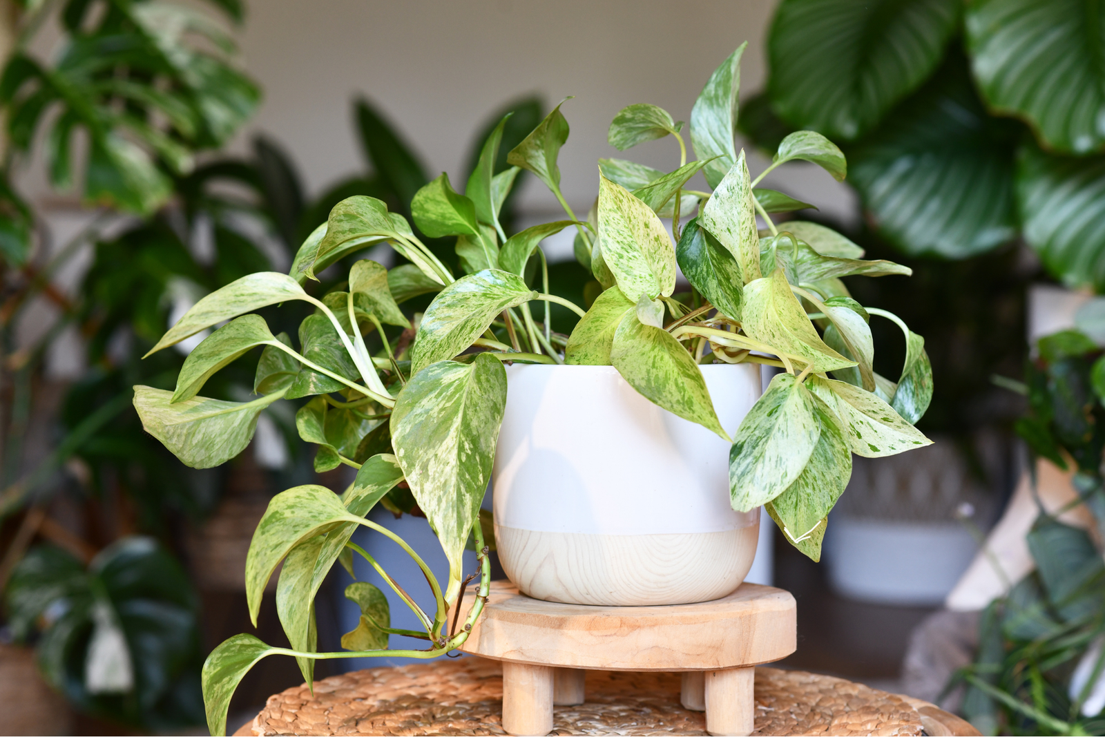 Houseplant Care Guide: How to Keep Indoor Plants Thriving All Year Round