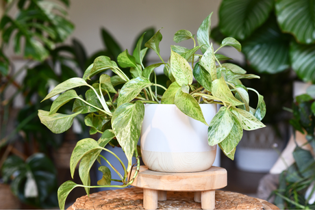Houseplant Care Guide: How to Keep Indoor Plants Thriving All Year Round