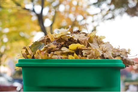 How to make leaf mould: Turn autumn leaves into free garden gold