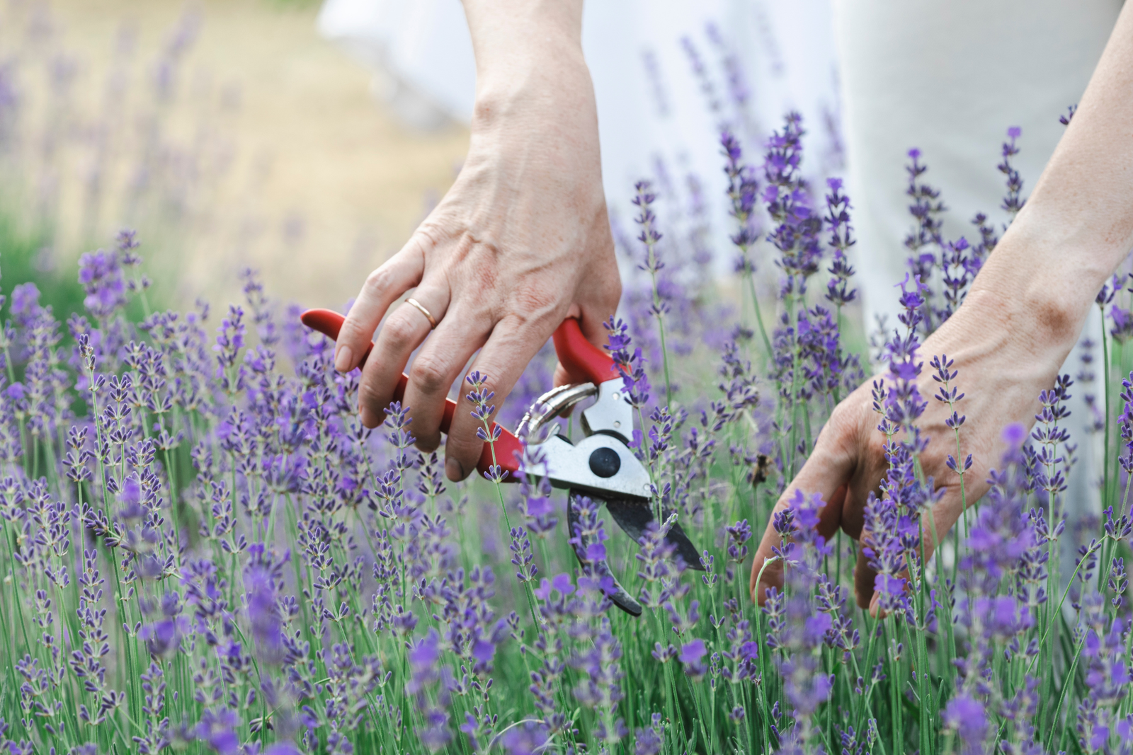 How to Prune Lavender: A Complete Guide for Healthy, Fragrant Plants