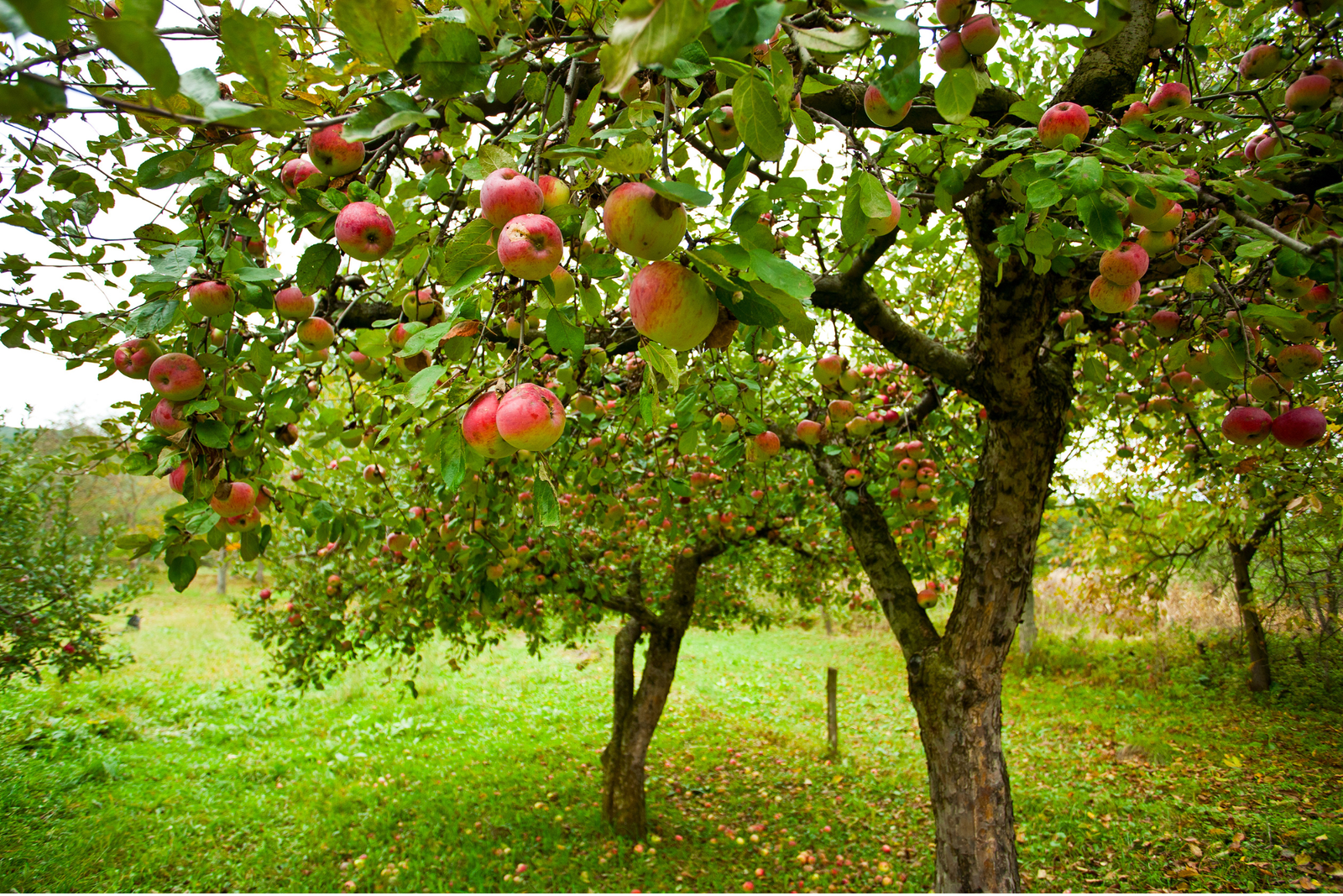 How to Grow Fruit Trees: Create a Mini Orchard in Your Garden