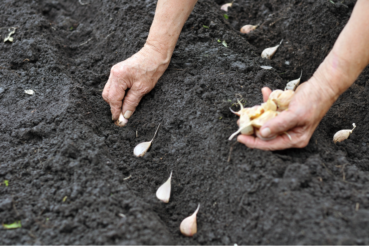 How to plant onions and garlic: A complete growing guide