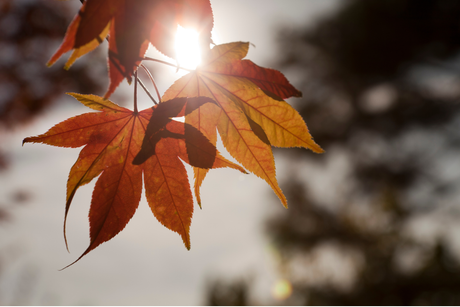 What to Grow in October: October Gardening Guide