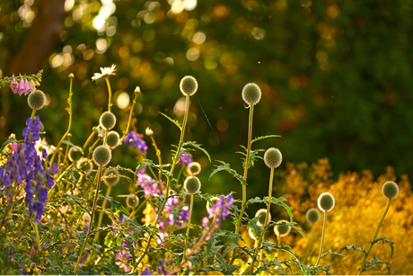 Collecting seeds: A complete guide to saving flower and vegetable seeds at the end of summer