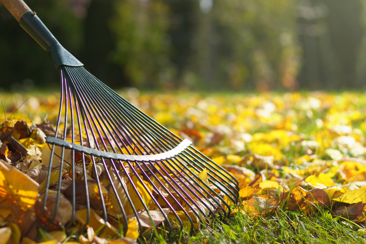 The Autumn Garden Jobs Most Homeowners Forget (And Regret Later)
