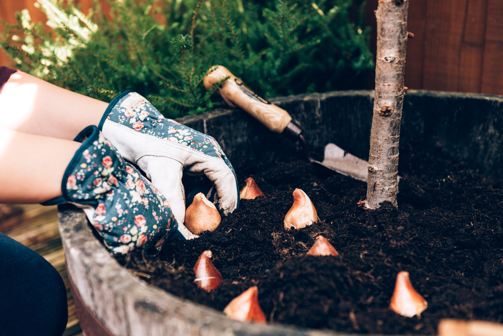 The Complete Guide to Planting Spring Bulb For Impressive Displays