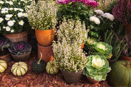 Autumn Garden Ideas: How to Create a Cosy Outdoor Space for Entertaining