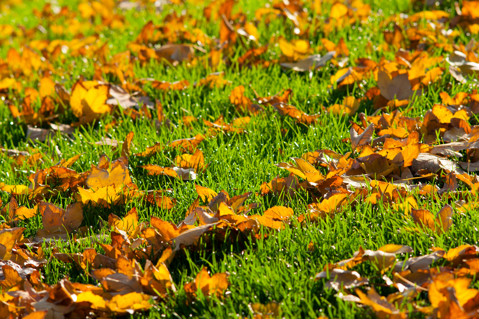 How to Care For Your Lawn in Autumn