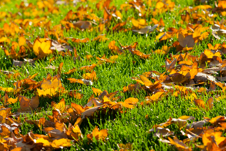 How to Care For Your Lawn in Autumn