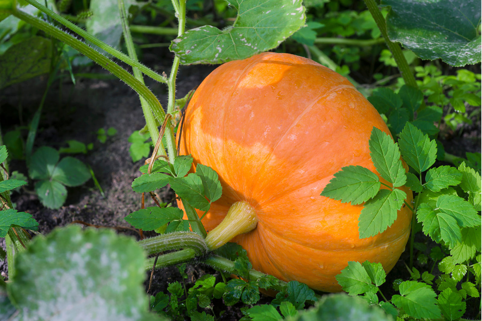How to Grow Pumpkins: Planting Out and Caring for Pumpkin Plants