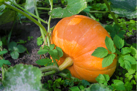 How to Grow Pumpkins: Planting Out and Caring for Pumpkin Plants