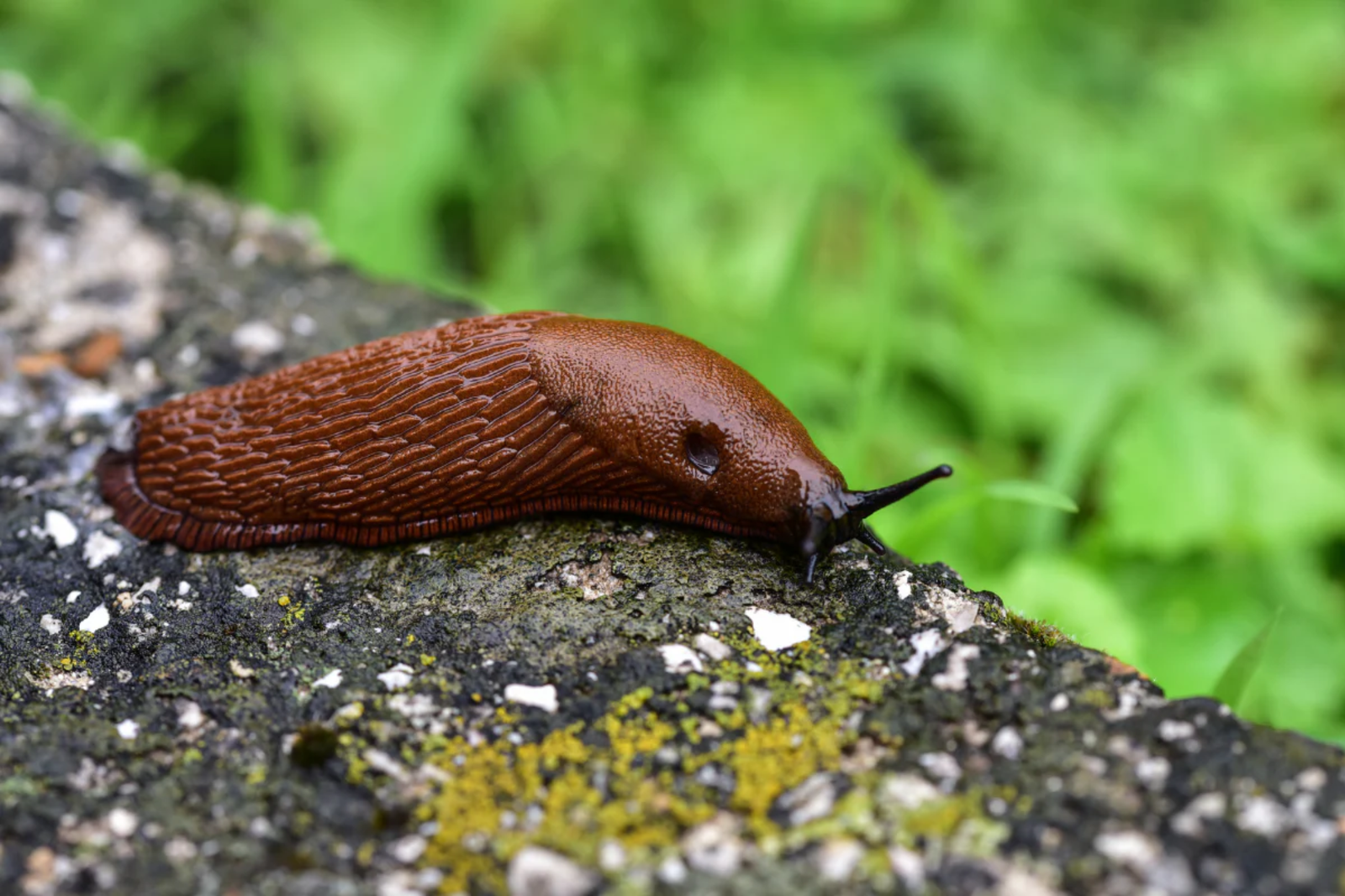 How to Prevent Slugs and Common Garden Pests (Simple UK Garden Guide)