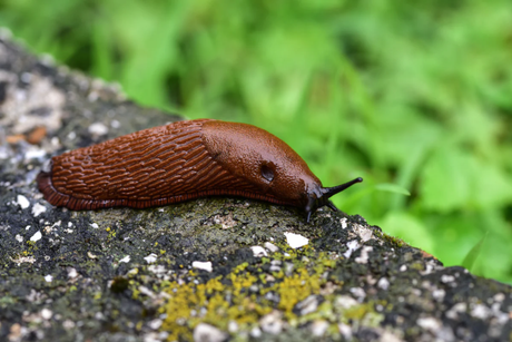 How to Prevent Slugs and Common Garden Pests (Simple UK Garden Guide)