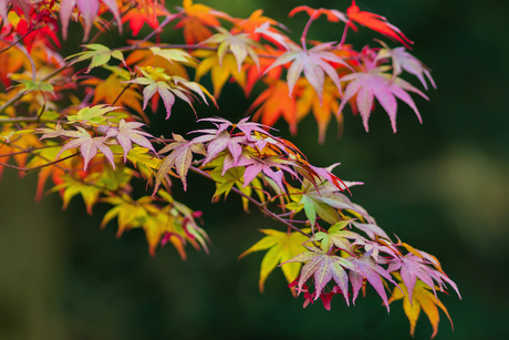 Best Plants for Autumn Colour: What to Plant for an Autumn Garden