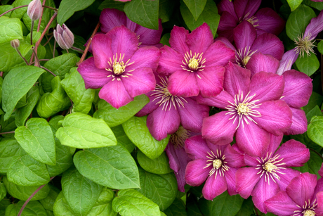 Clematis 101: Your Guide to Choosing & Growing Beautiful Clematis