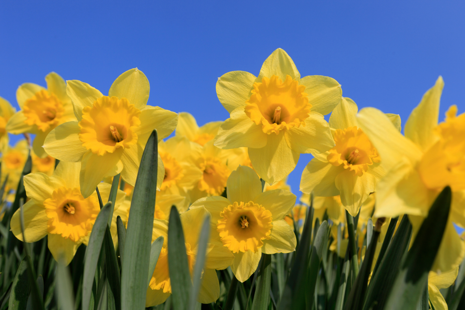 What to do With Spring Bulbs After Flowering (for even better displays next year!)