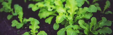 How to Create a Thriving Herb Garden