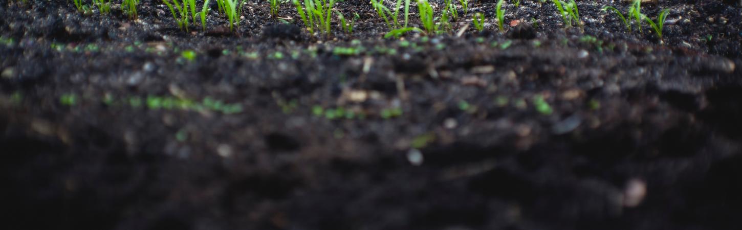 What Is the Best Compost? A Complete Guide to Choosing the Right Compost for Every Plant