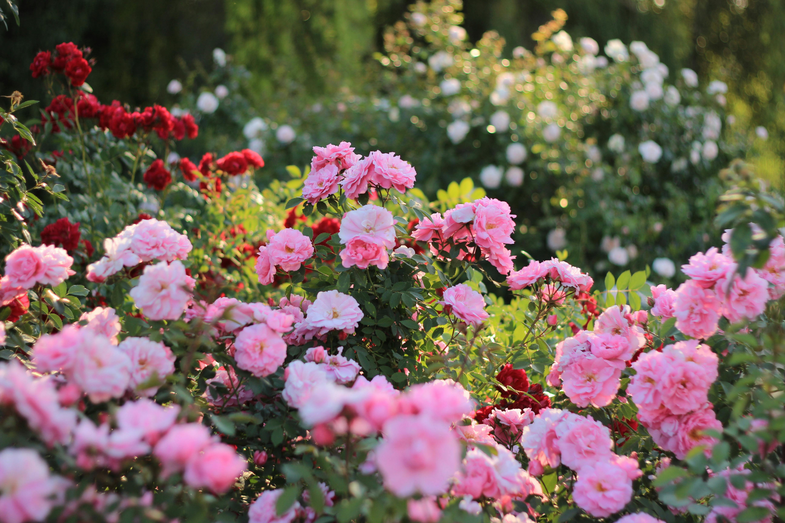 How to Grow Roses: Varieties, Tips & Maintenance
