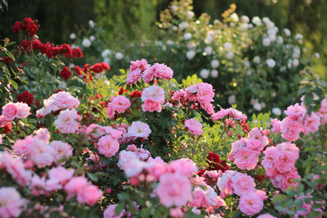 How to Grow Roses: Varieties, Tips & Maintenance