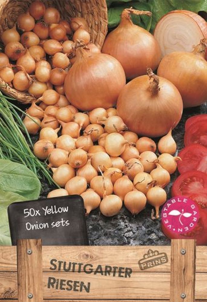 Onion bulbs & seeds