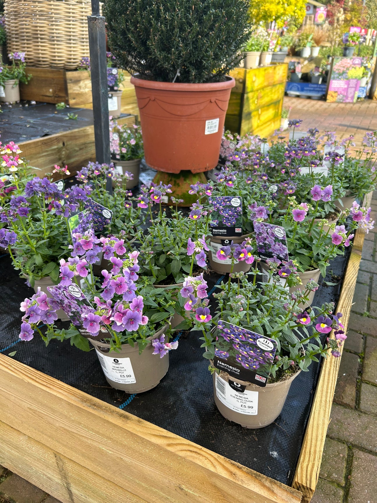 Nemesia