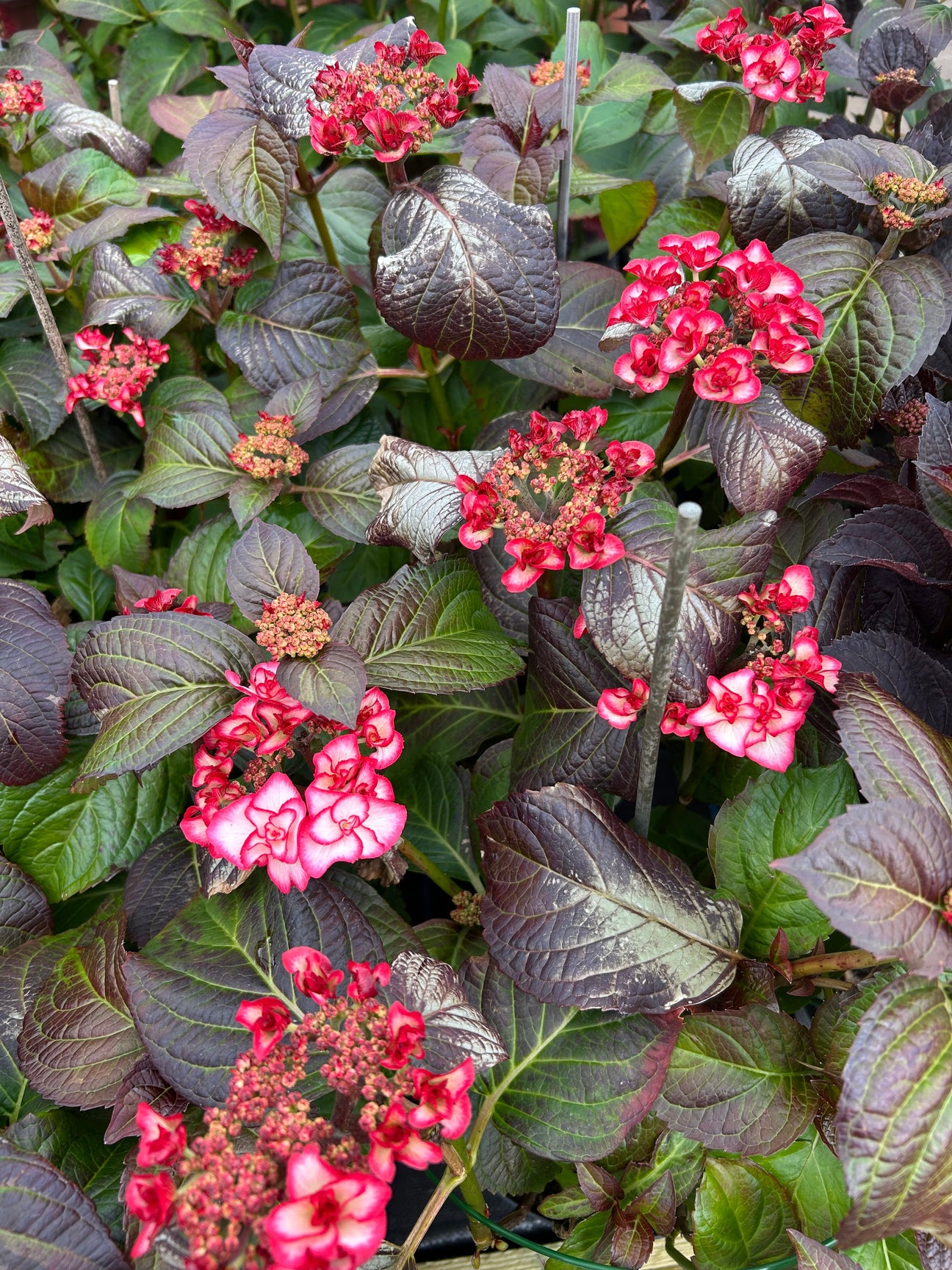 Hydrangeas