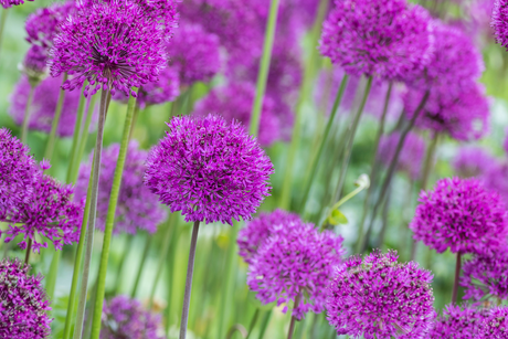 Allium Bulbs