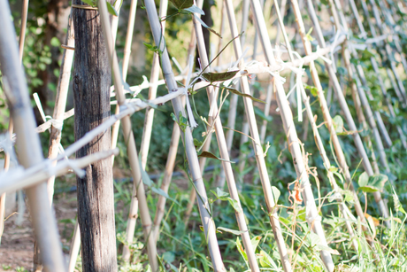 Bamboo Canes