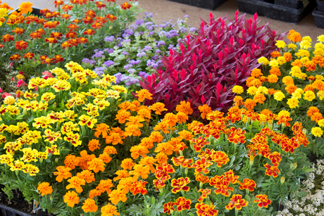 Bedding plants