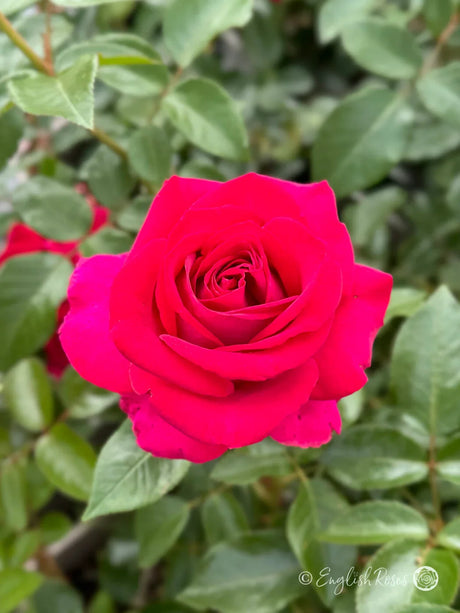 Patio roses