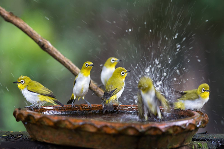 Bird Baths