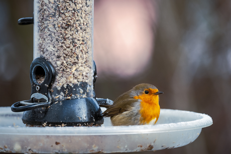 Bird Feeding Stations