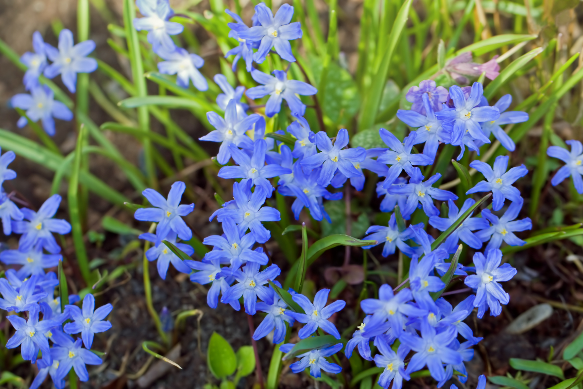 Chionodoxa Bulbs