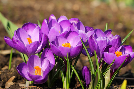 Crocus Bulbs