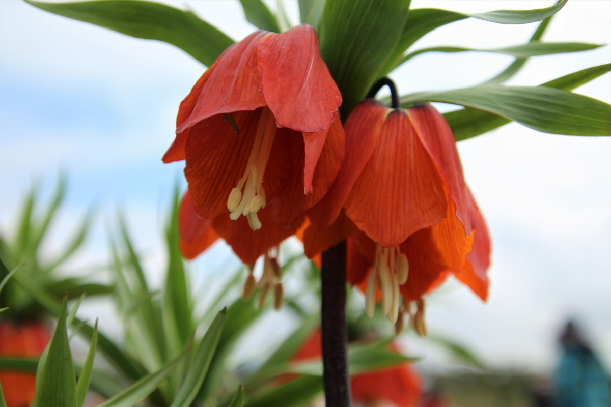 Fritillaria Bulbs