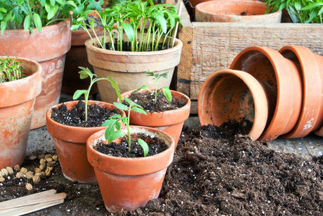 Garden Pots