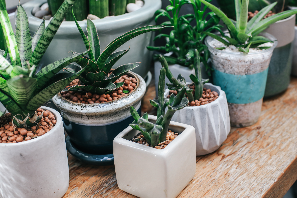 Indoor Pots