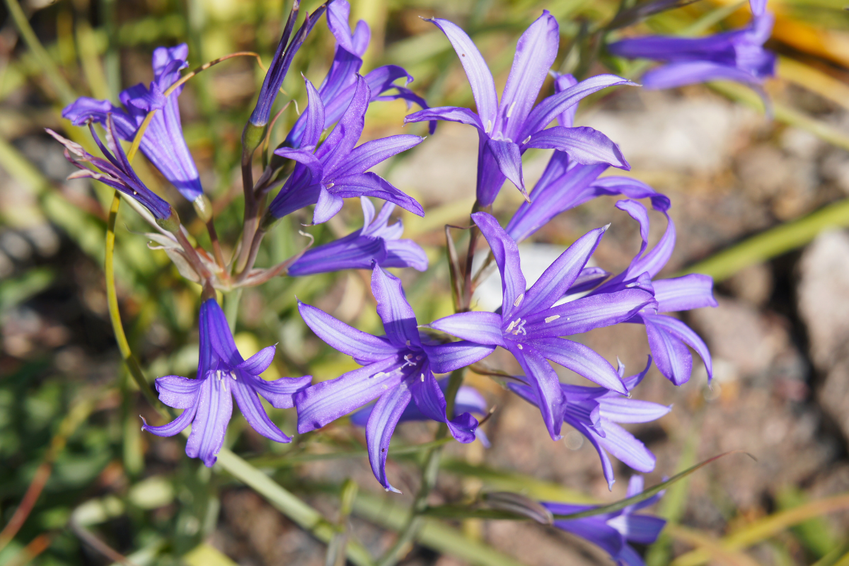 Ixiolirion Bulbs