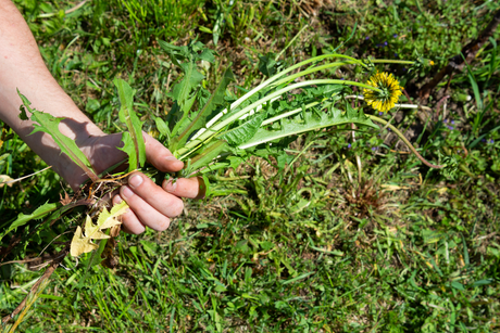 Lawn Weed Control