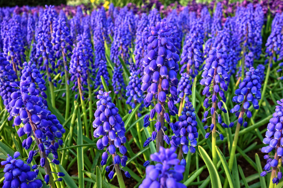Muscari Bulbs